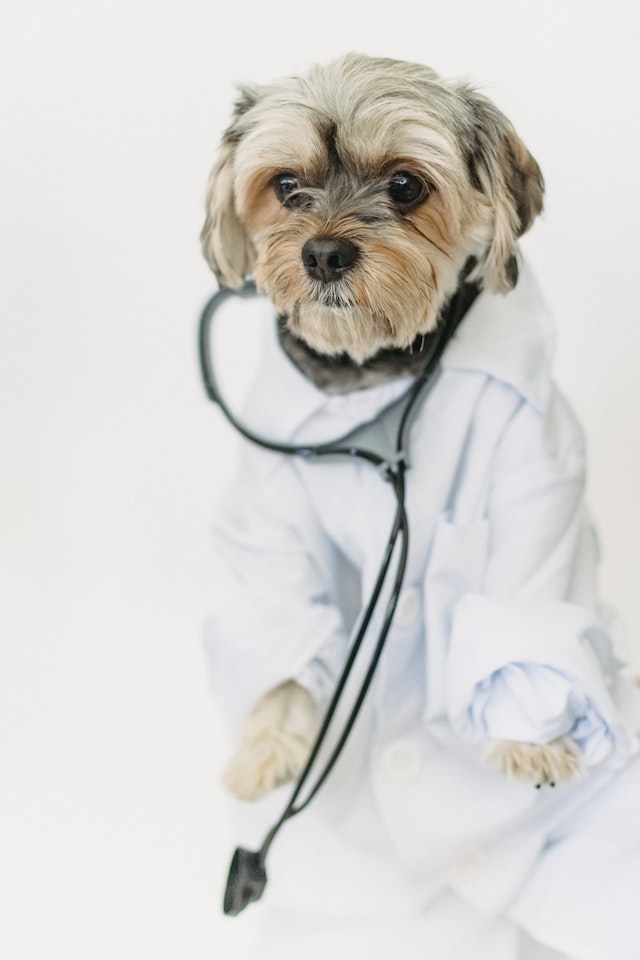 en hund kledd ut som en doktor som ser etter symptomer i løpetiden