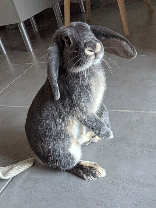 Mini lop står på bakbeina