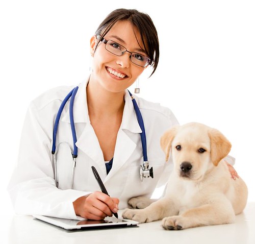 en veterinær og en hund