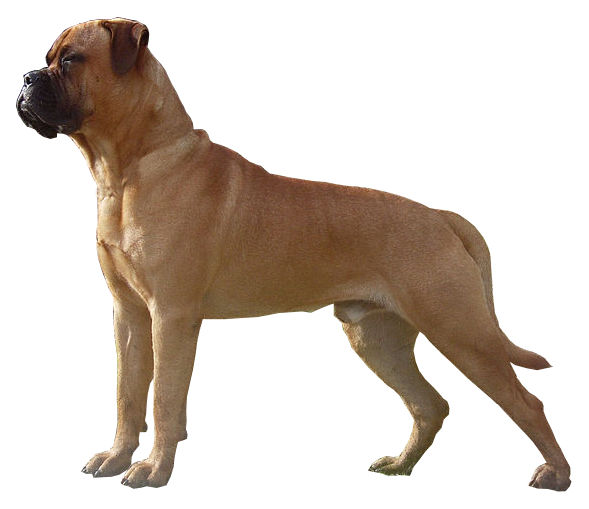 Bullmastiff