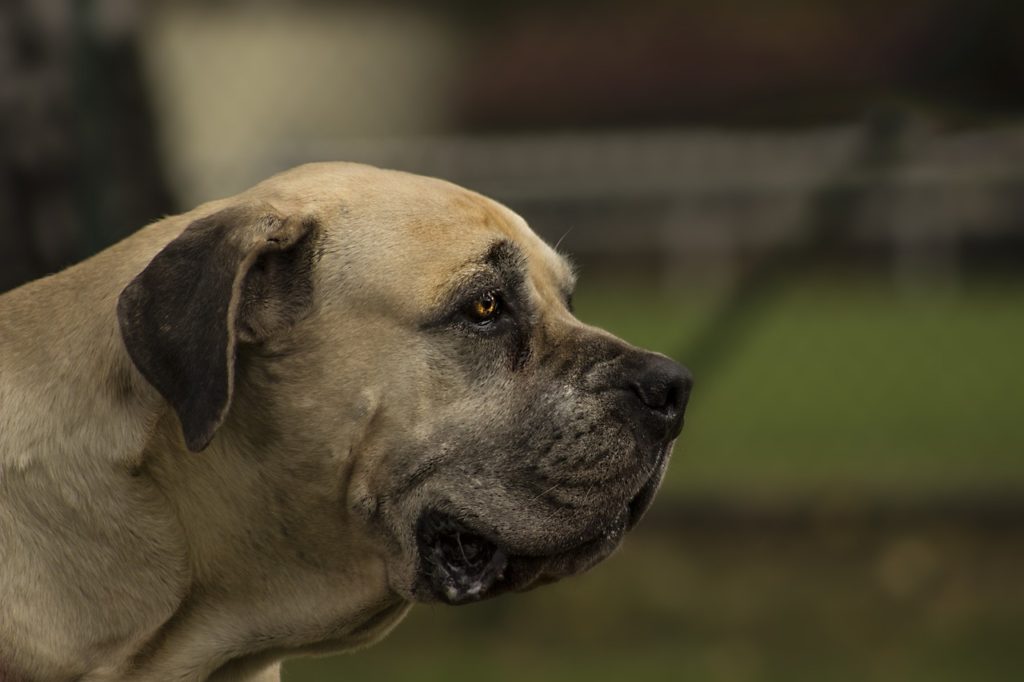 boerboel hund