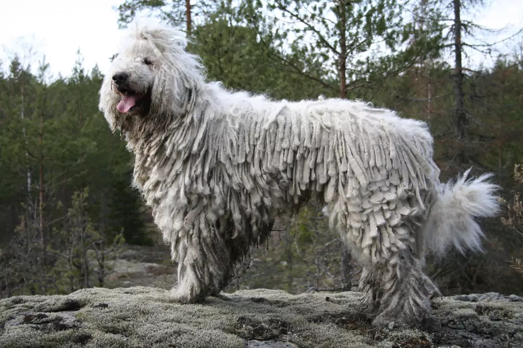 komondor